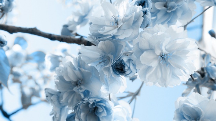 белые и голубые цветы ветки