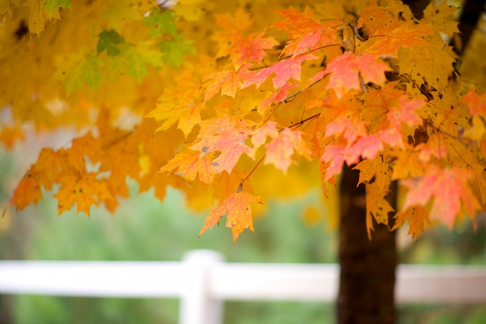 клен листья желтые осень природа дерево