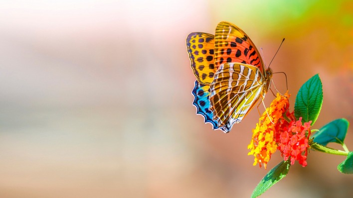 бабочка цветок насекомое природа цвет
