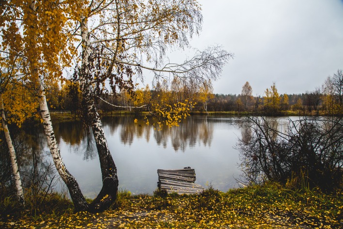 Осень береза озеро