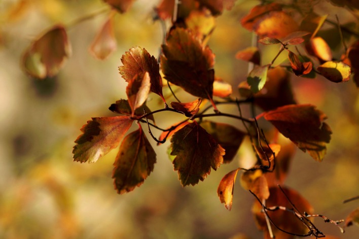 ветка листья осень