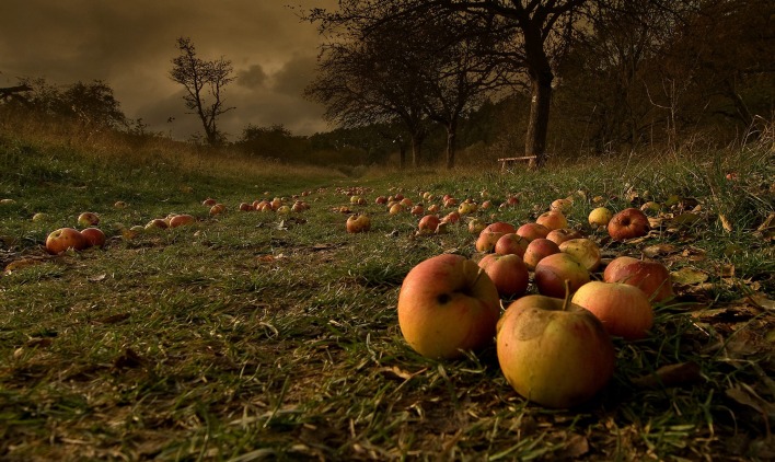 яблоки природа деревья земля