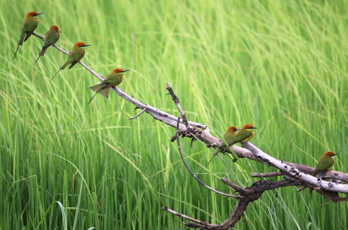 Птицы ветка трава