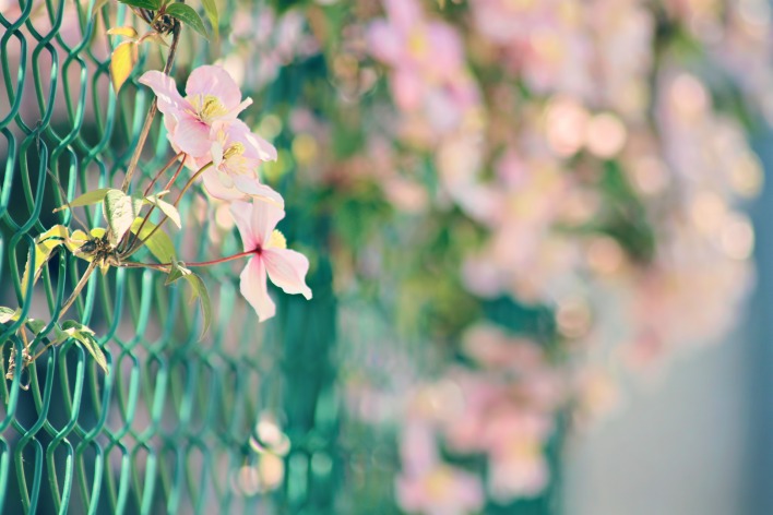 Забор цветы