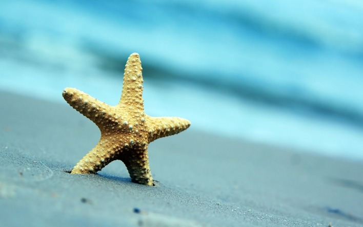 Звезда морская на песке