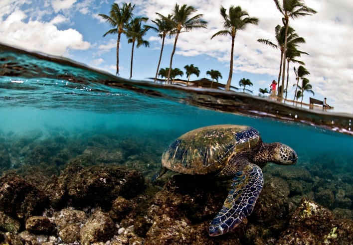 Черепаха море пальмы природа