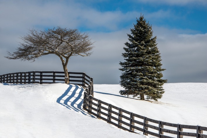 Дерево ель забор снег зима
