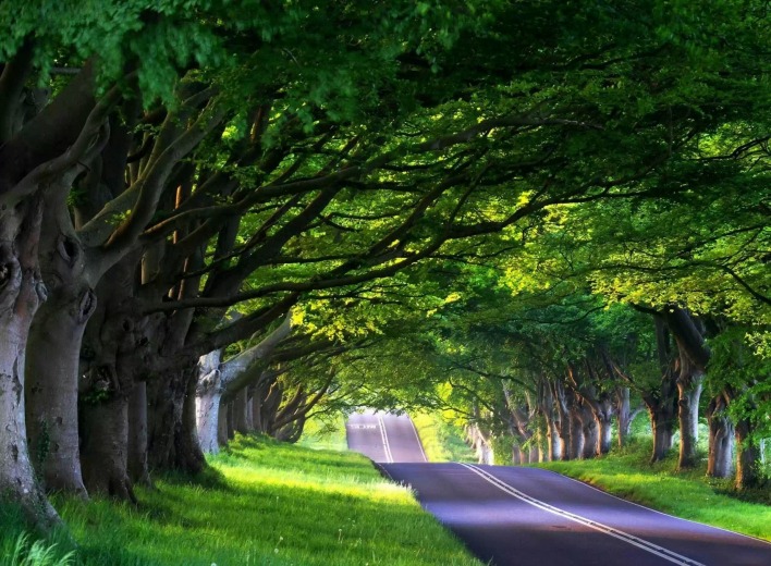 природа деревья дорога