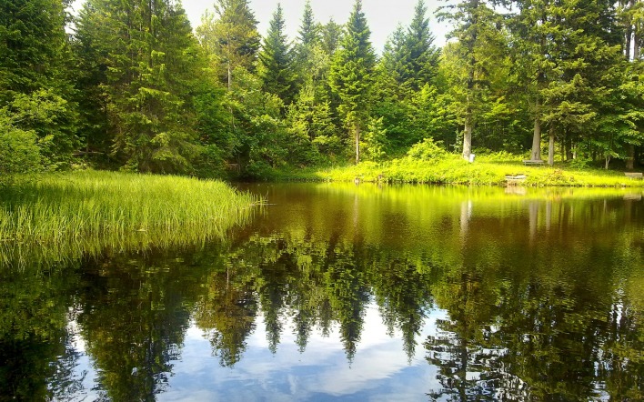 природа пейзаж лес деревья озеро отражение