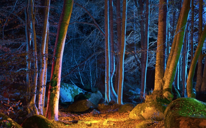 Лес ночь деревья