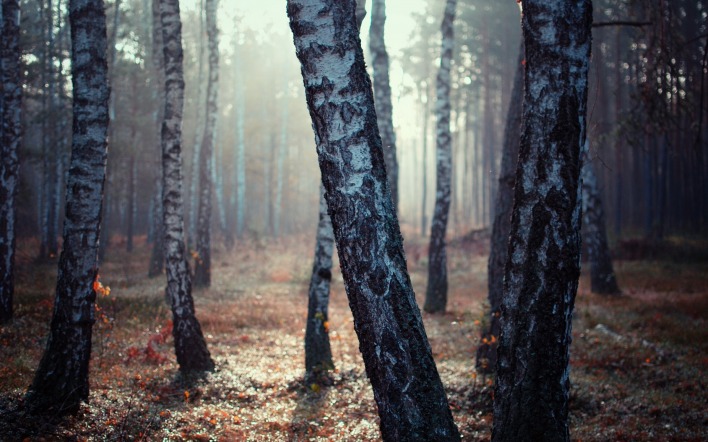 Березы лес мрачность