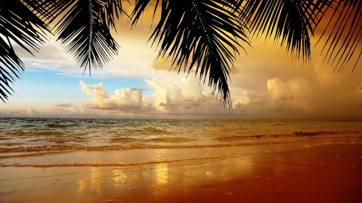 Закат берег пальма море оранжевый закат