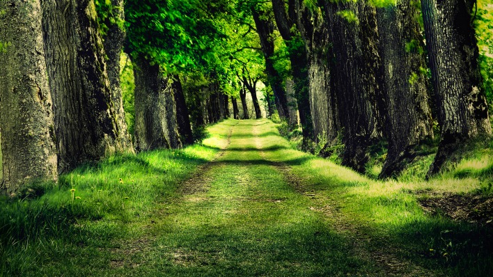 тропа дорога зелень лето лес