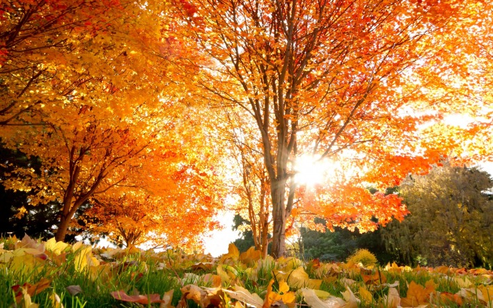 Осень в траве листья деервья
