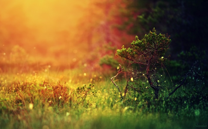 природа трава карликовое дерево свет солнца