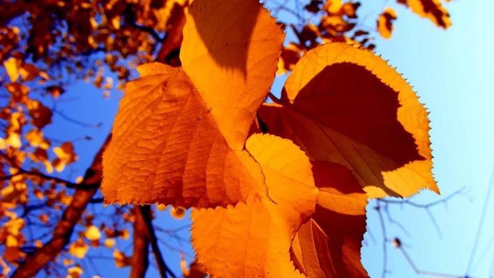 осень листья природа крупный план деревья оранжевые