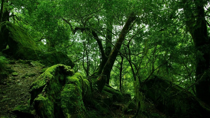 Лес зелень мох деревья