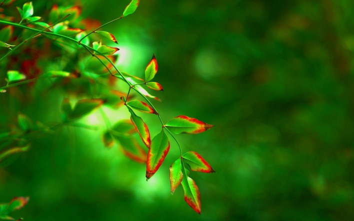 природа листья зеленые
