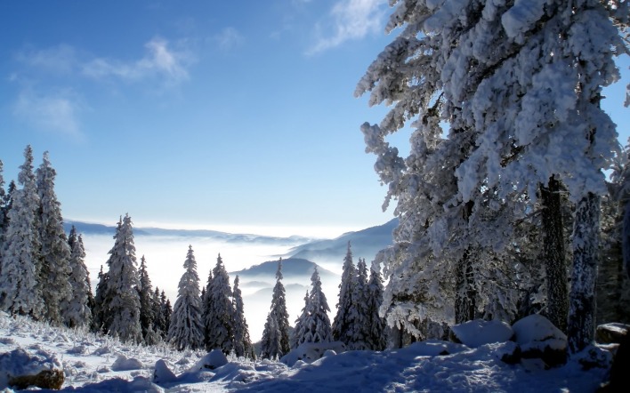 природа зима ели деревья снег