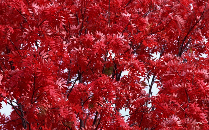 дерево красные листья природа