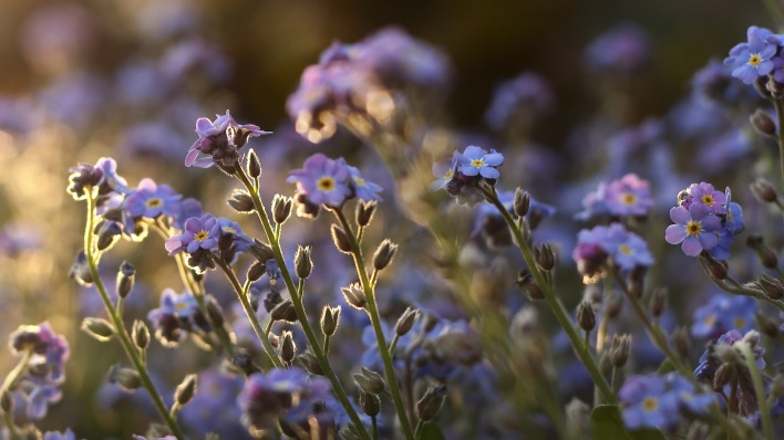цветы незабудки синие природа