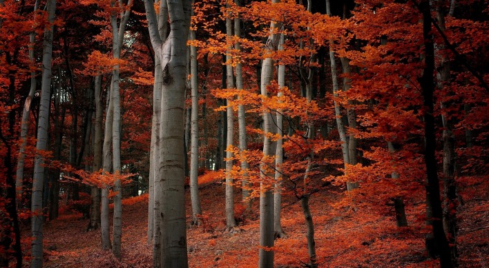 лес природа осень деревья