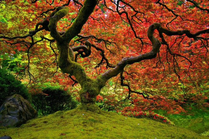 Дерево ветви осень