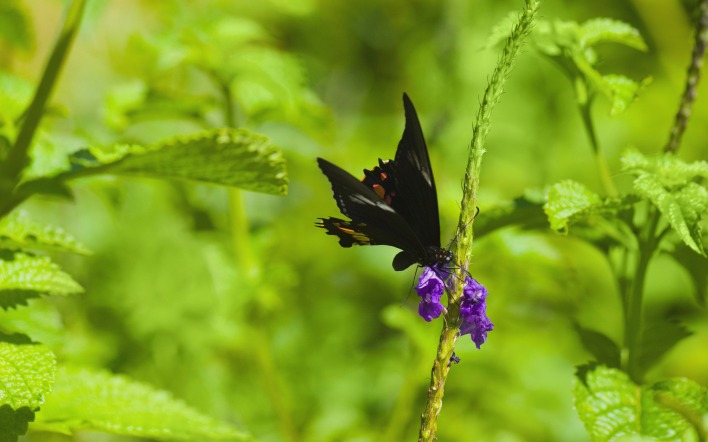 бабочка черная природа трава листья