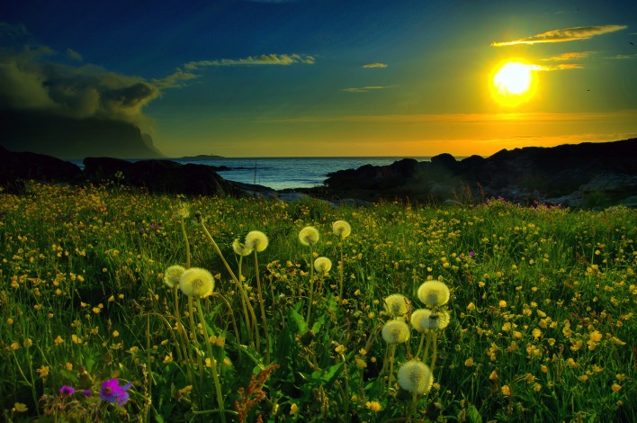 природа солнце поле трава