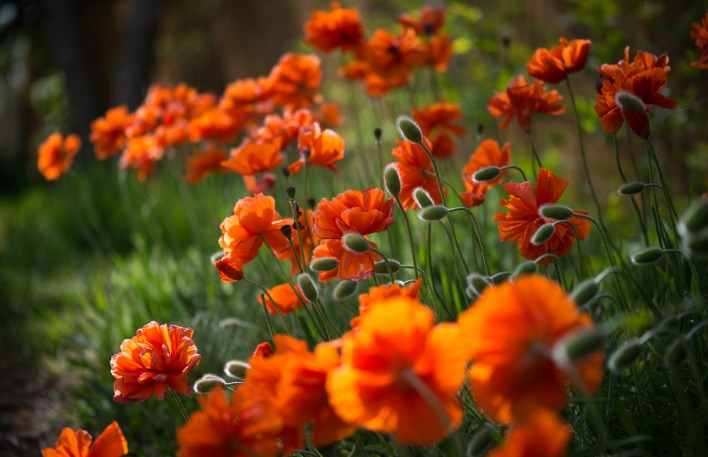 Оранжевые Цветы природа
