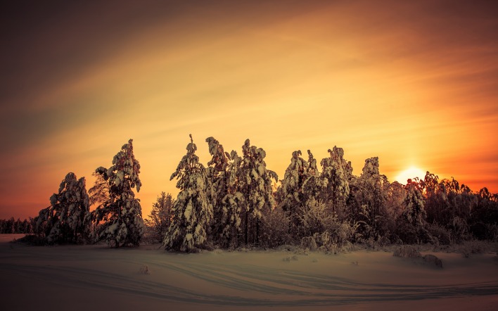 природа деревья зима снег закат ели