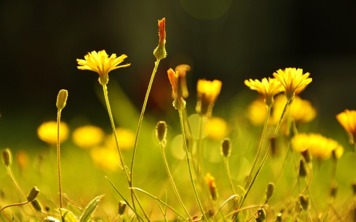 природа желтые цветы трава
