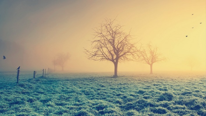 природа трава деревья утро туман