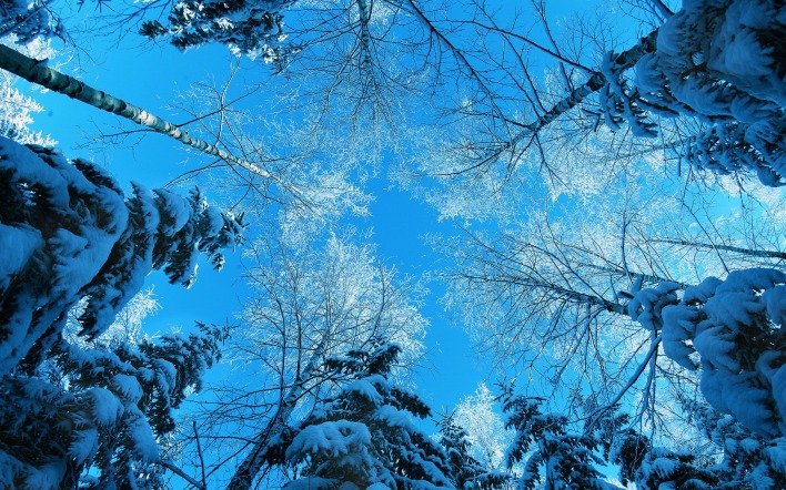 природа деревья ели зима снег небо