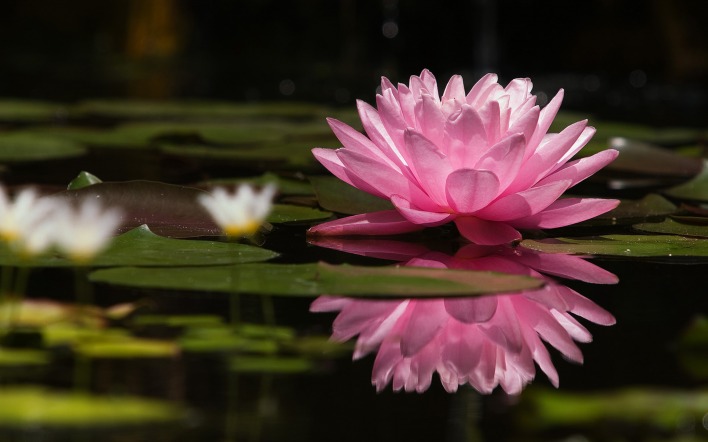 природа цветок вода Священный Лотос
