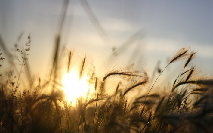 природа поле пшеница зерна солнце