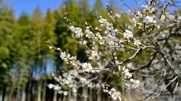 природа деревья цветы белые