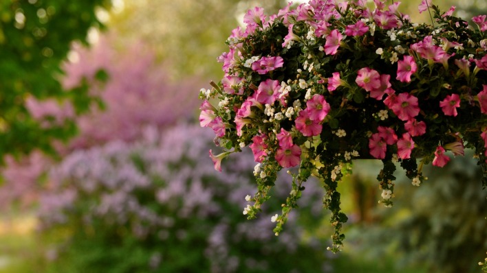 природа цветы петуния