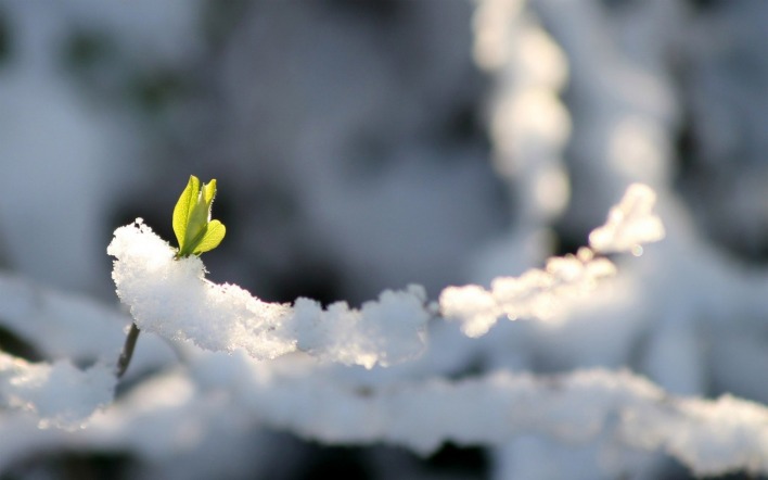 природа снег цветок