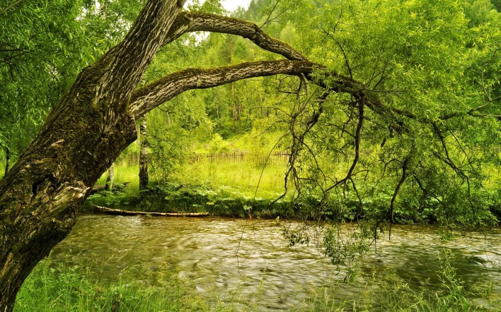 природа дерево озеро