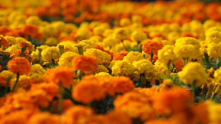 природа оранжевые цветы Бархатцы
