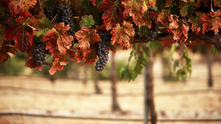 природа деревья виноград листья