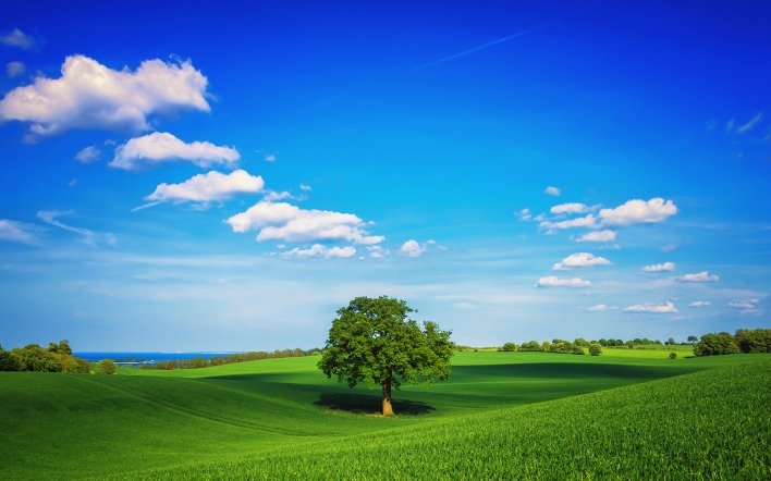 природа деревья тава облака небо