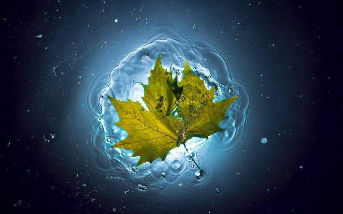природа лист вода