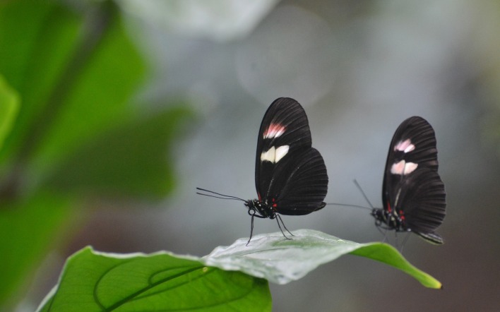 природа животные макро бабочки