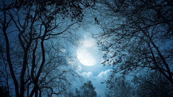 луна ветви сумерки ночь