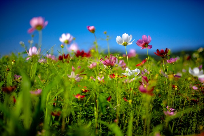 природа цветы трава