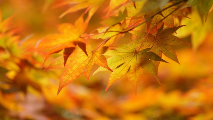 природа листья осень