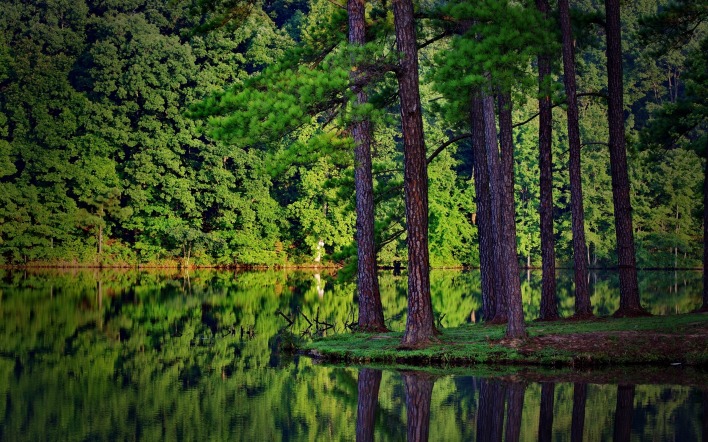 природа деревья лес озеро отражение