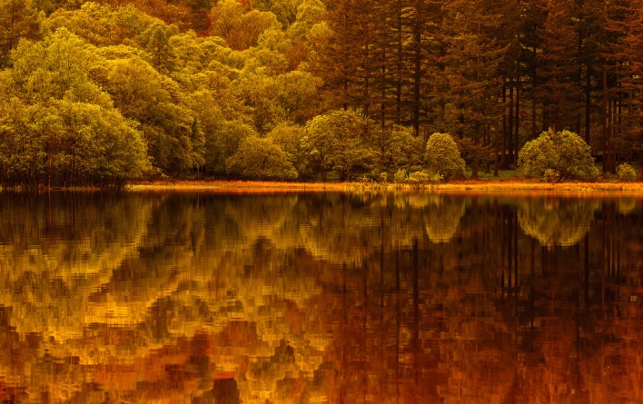 природа озеро деревья лес